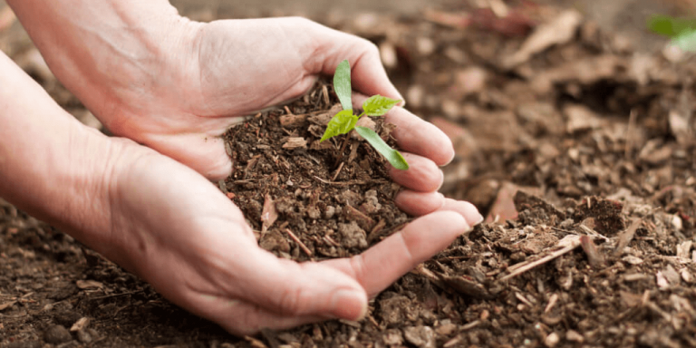 Pair of hands planting in the soil.