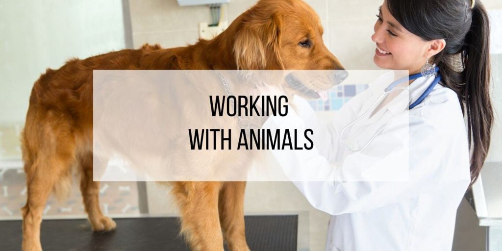 so-you-want-to-work-with-animals-lensa-insights